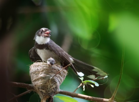 bird
