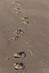 Sand Bank