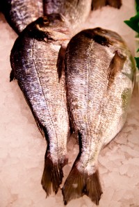 fish market