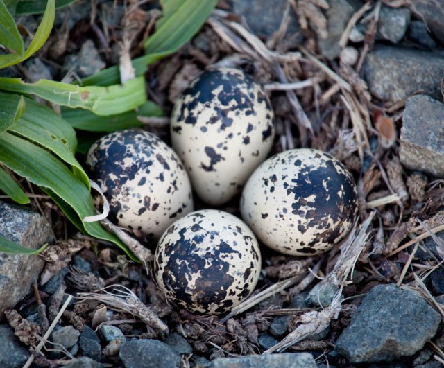 Four Killdeer eggs in gravel by side of road